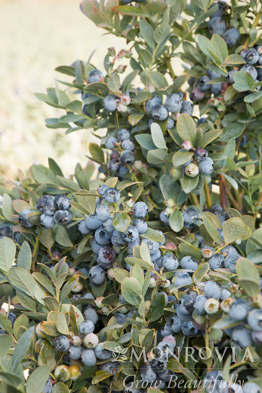 Vaccinium | Bountiful Blue Highbush Blueberry - 2 Gallon