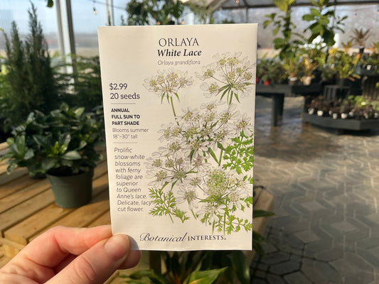 Orlaya | Orlaya Seed