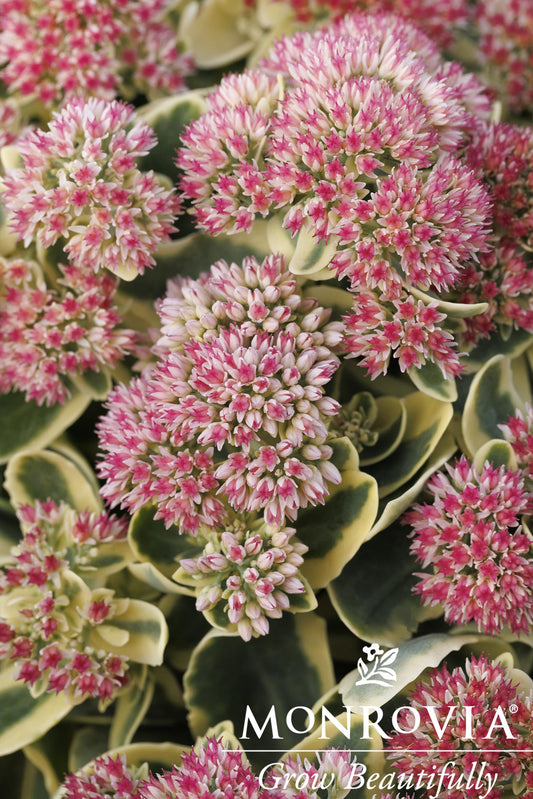 Sedum | Autumn Charm Stonecrop - 1 Gallon