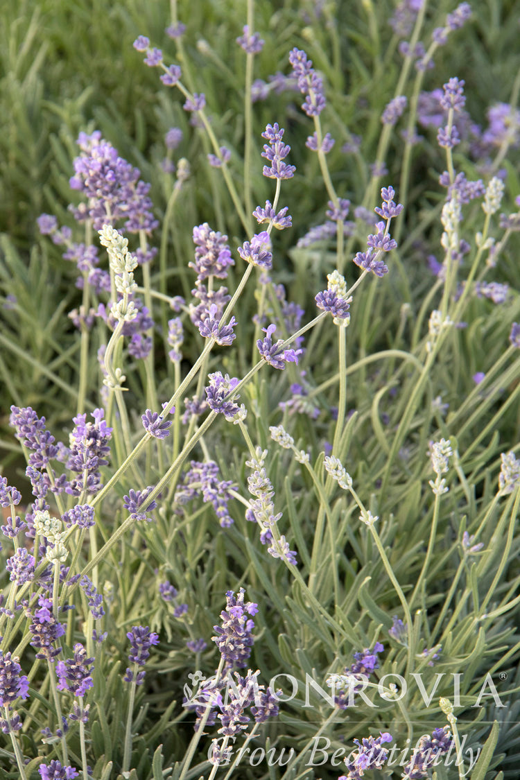 Lavandula | Munstead Lavender - 1 Gallon