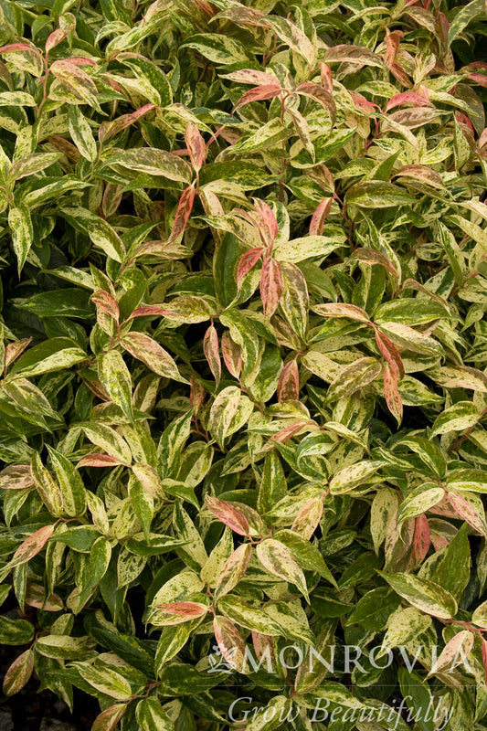 Leucothoe | Rainbow Drooping Leucothoe - 2 Gallon
