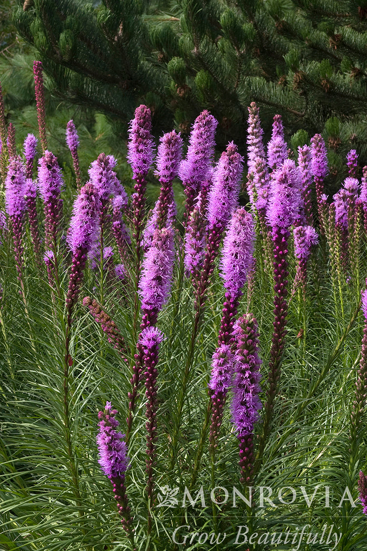 Liatris | Kobold Blazing Star - 1 Gallon