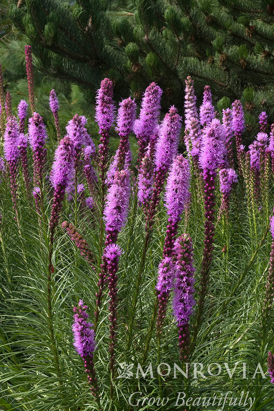 Liatris | Kobold Blazing Star - 1 Gallon