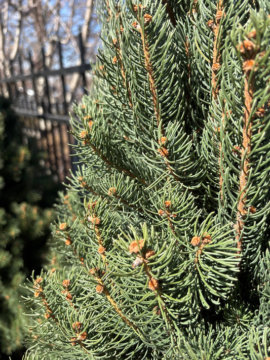 Picea | Columnar Norway Spruce - 15 Gallon