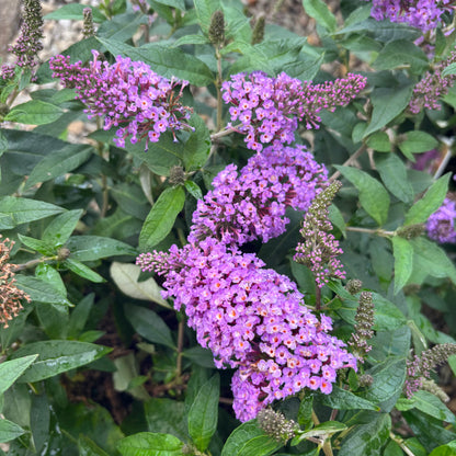 Buddleia | Pugster Butterfly Bush