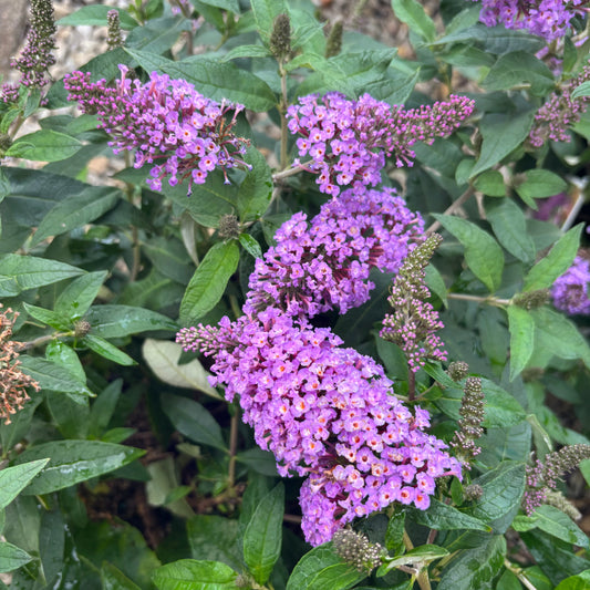 Buddleia | Pugster Butterfly Bush | Pink - 3 Gallon
