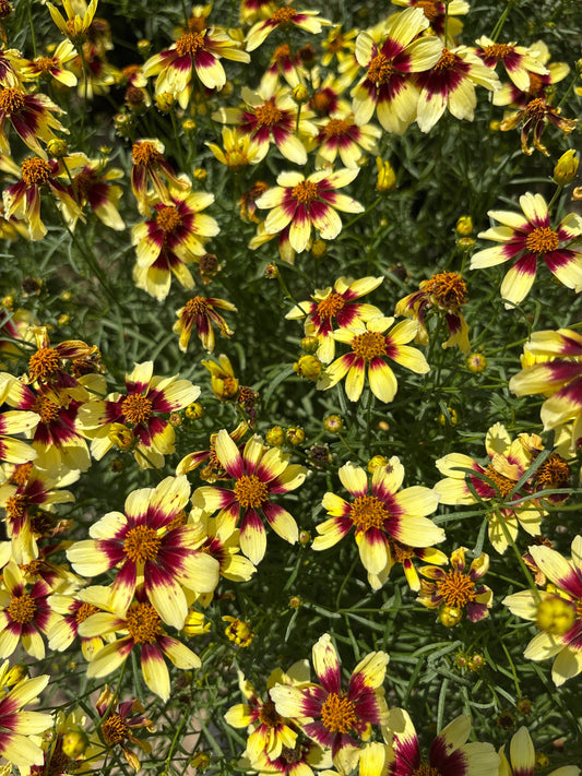 Coreopsis | Sizzle & Spice Tickseed | Red Hot Vanilla - 1 Gallon