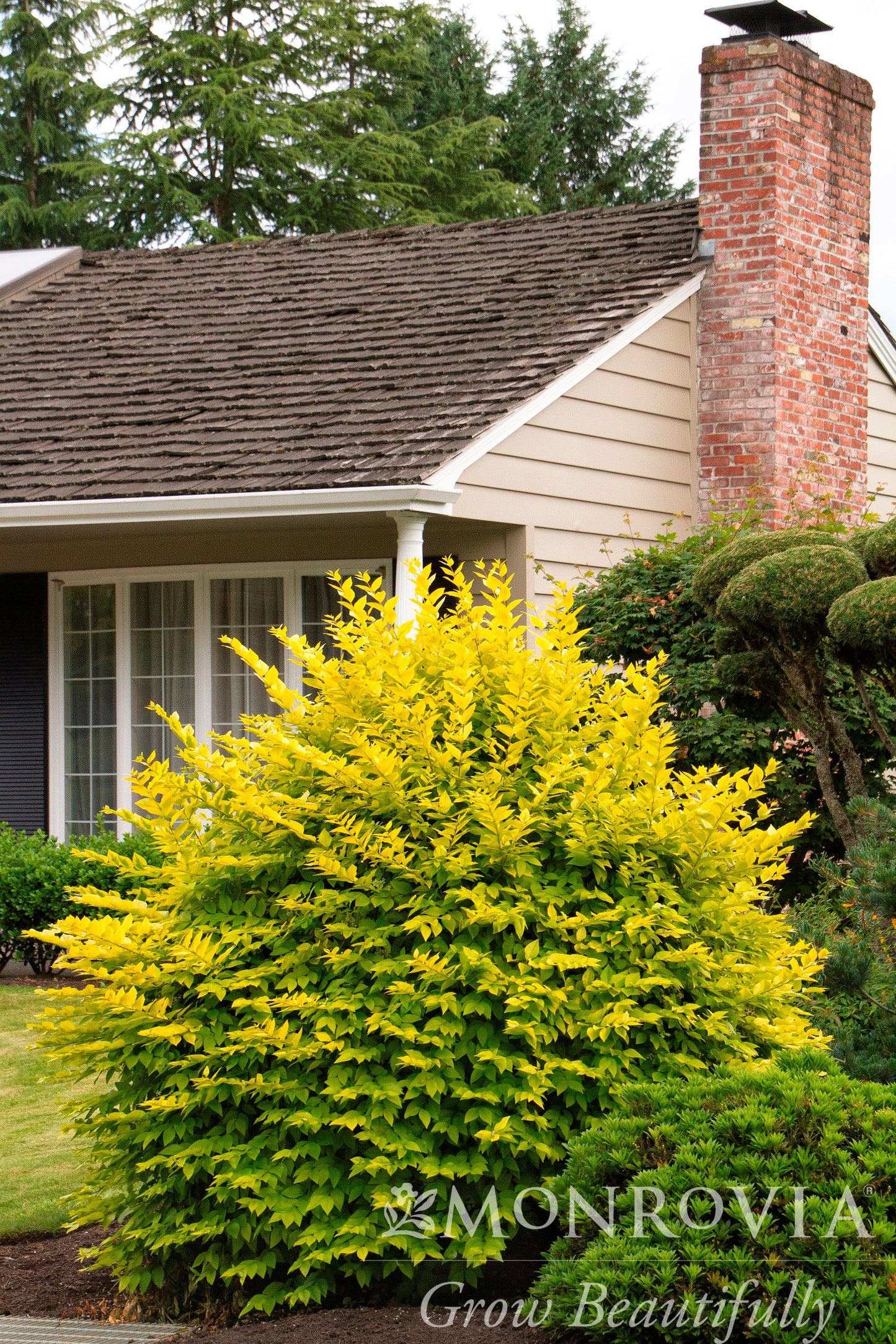 Ligustrum | Vicary Golden Privet - 2 Gallon