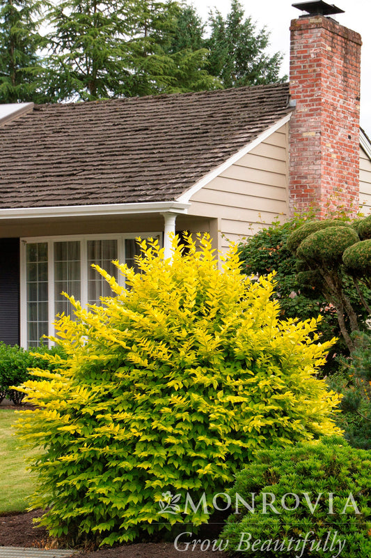 Ligustrum | Vicary Golden Privet - 2 Gallon