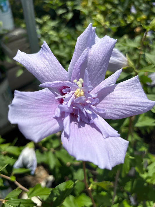 Hibiscus | Chiffon Rose of Sharon | Blue - 6 Gallon
