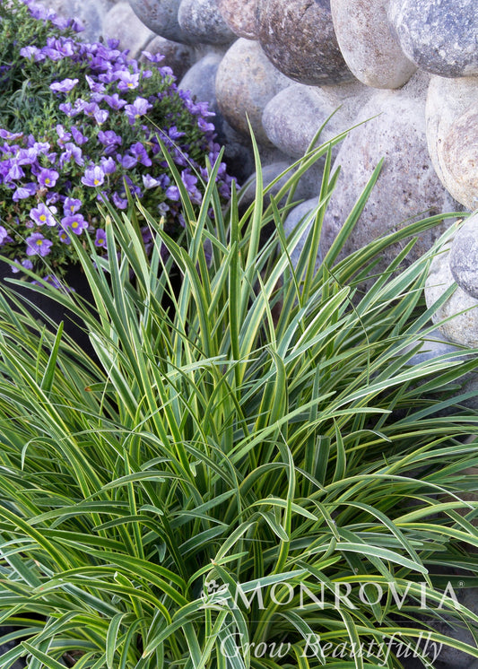 Liriope | Silvery Sunproof Lily Turf - 1 Gallon
