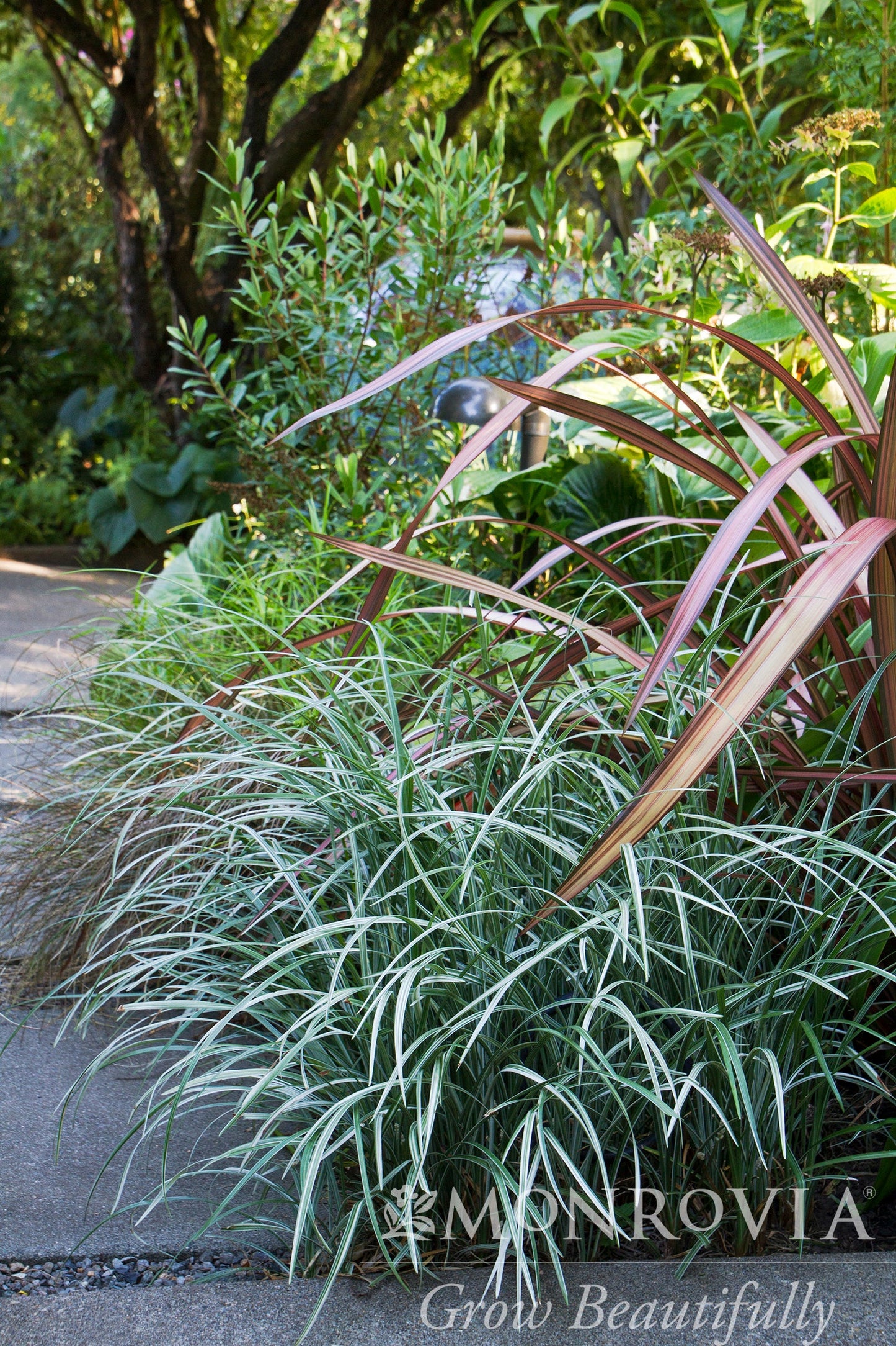 Liriope | Silver Dragon Lily Turf - 1 Gallon