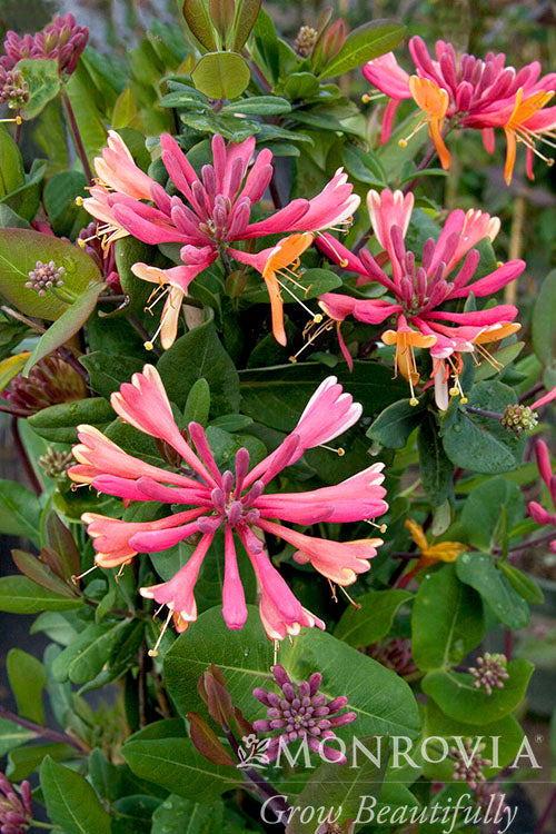 Lonicera | Goldflame Honeysuckle - 2 Gallon