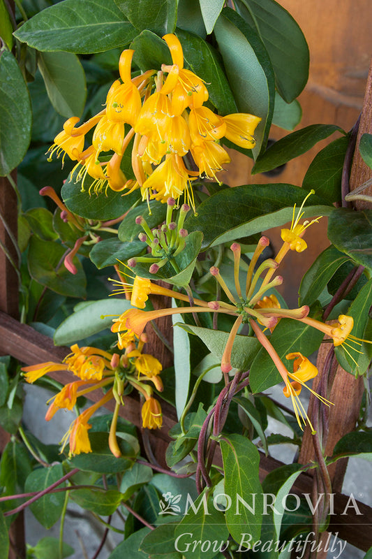 Lonicera | Mandarin Honeysuckle