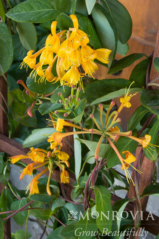 Lonicera | Mandarin Honeysuckle - 1 Gallon