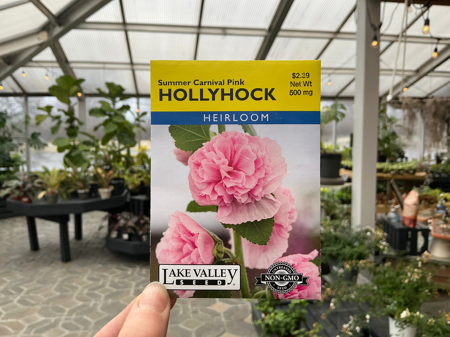 Alcea | Hollyhock Seed