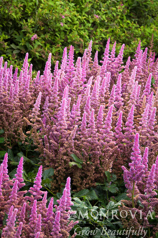 Astilbe | Vision Chinese Astilbe | Vision in Pink - 1 Gallon