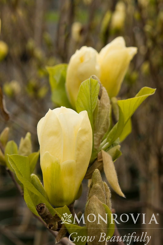 Magnolia | Elizabeth Magnolia