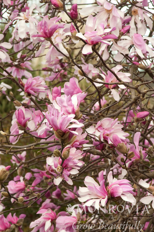Magnolia | Leonard Messel Magnolia