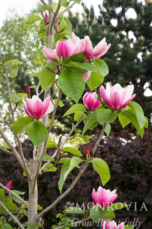 Magnolia | Rose Marie Magnolia | Single-Stem - 5 Gallon