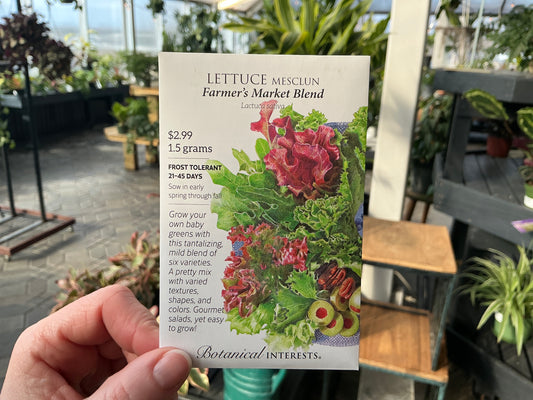 Lactuca | Mesclun - Lettuce Seed