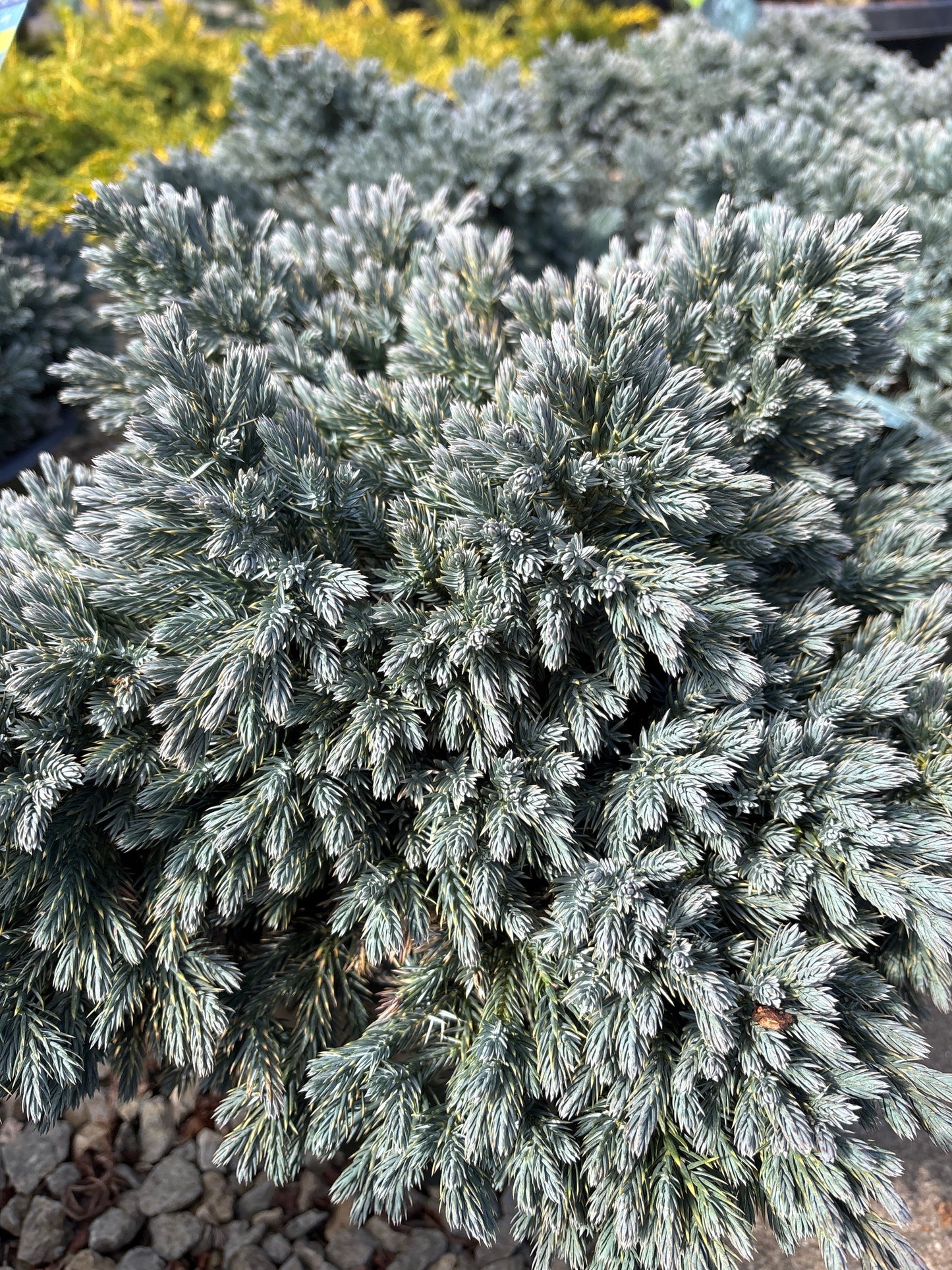 Juniperus | Blue Star Juniper - 3 Gallon