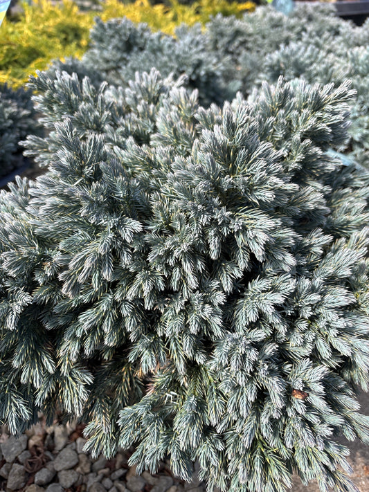 Juniperus | Blue Star Juniper - 3 Gallon