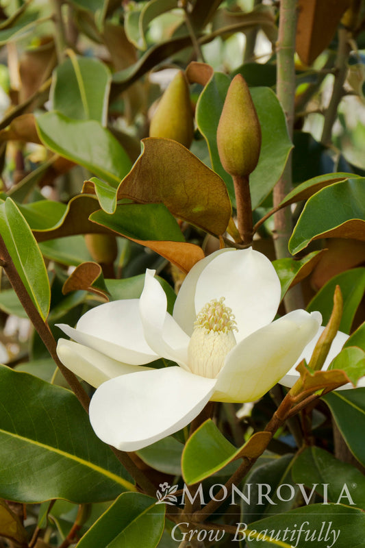 Magnolia | Bracken's Brown Beauty Magnolia - 10 Gallon