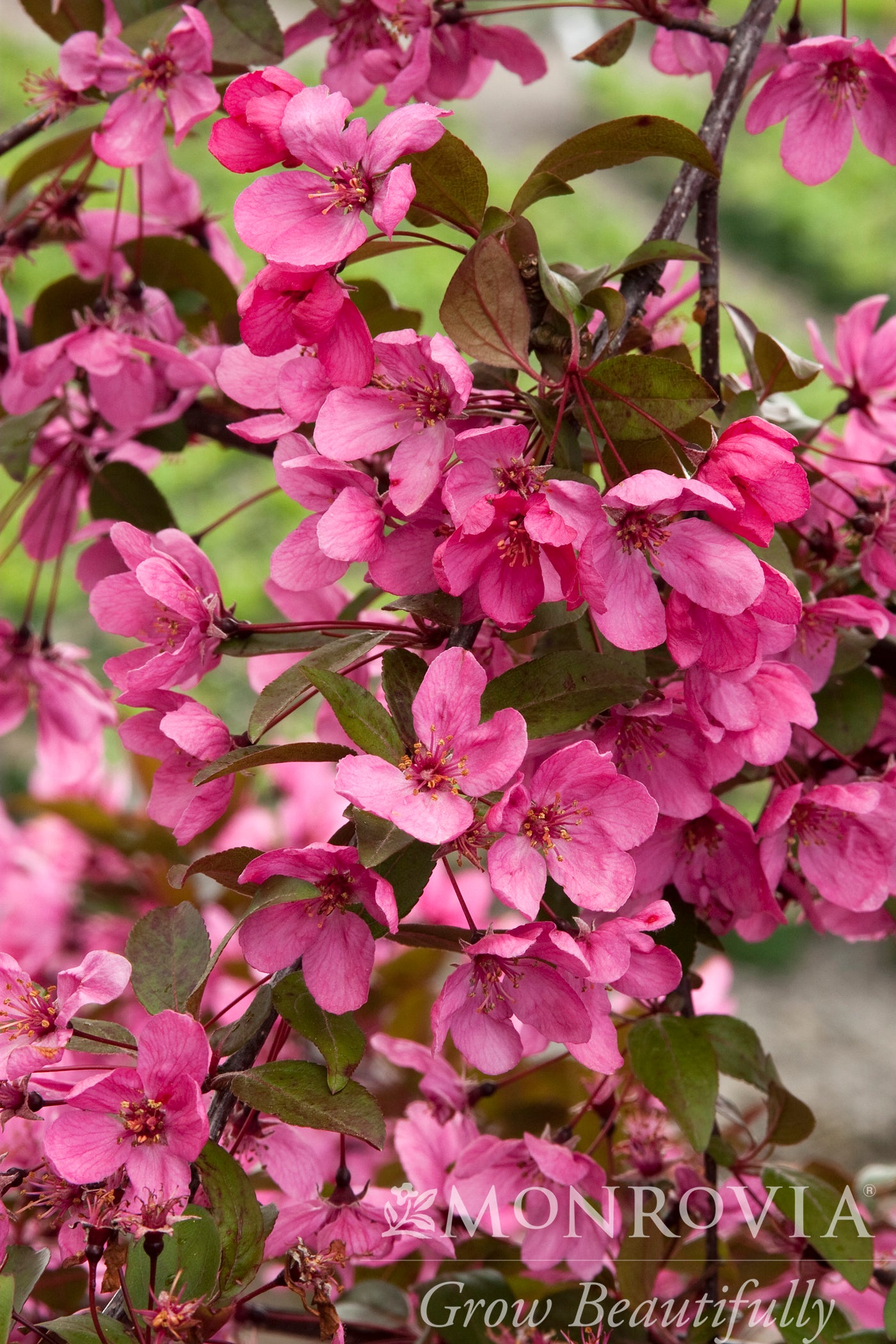 Malus | Prairiefire Crabapple