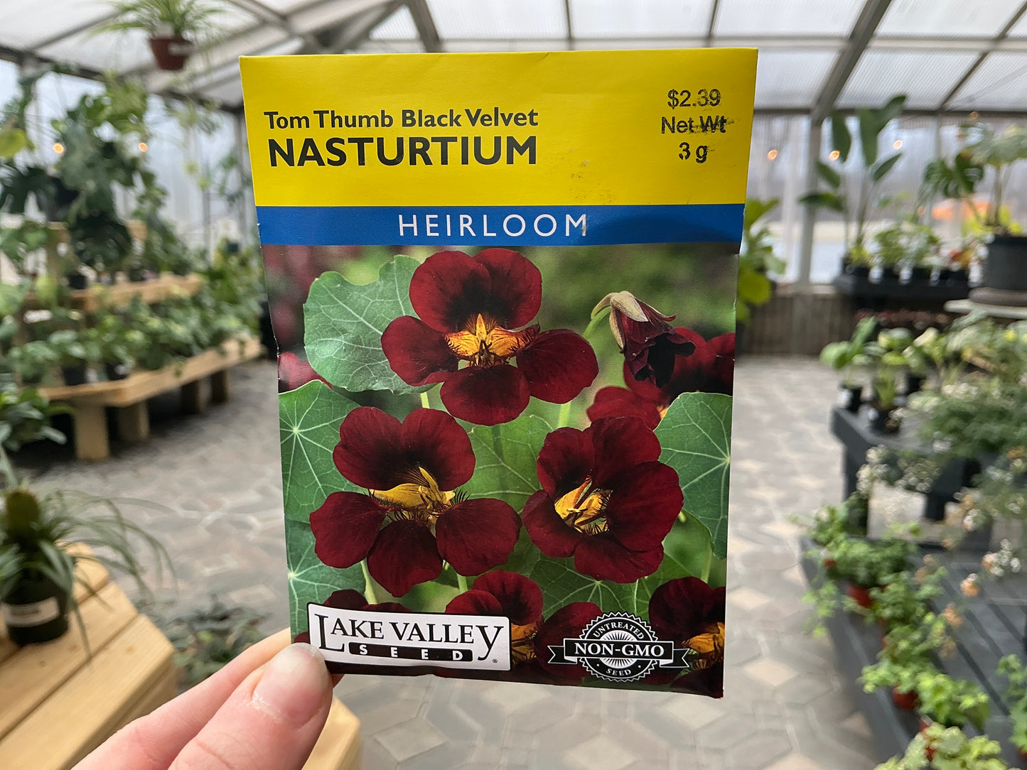 Tropaeolum | Nasturtium Seed