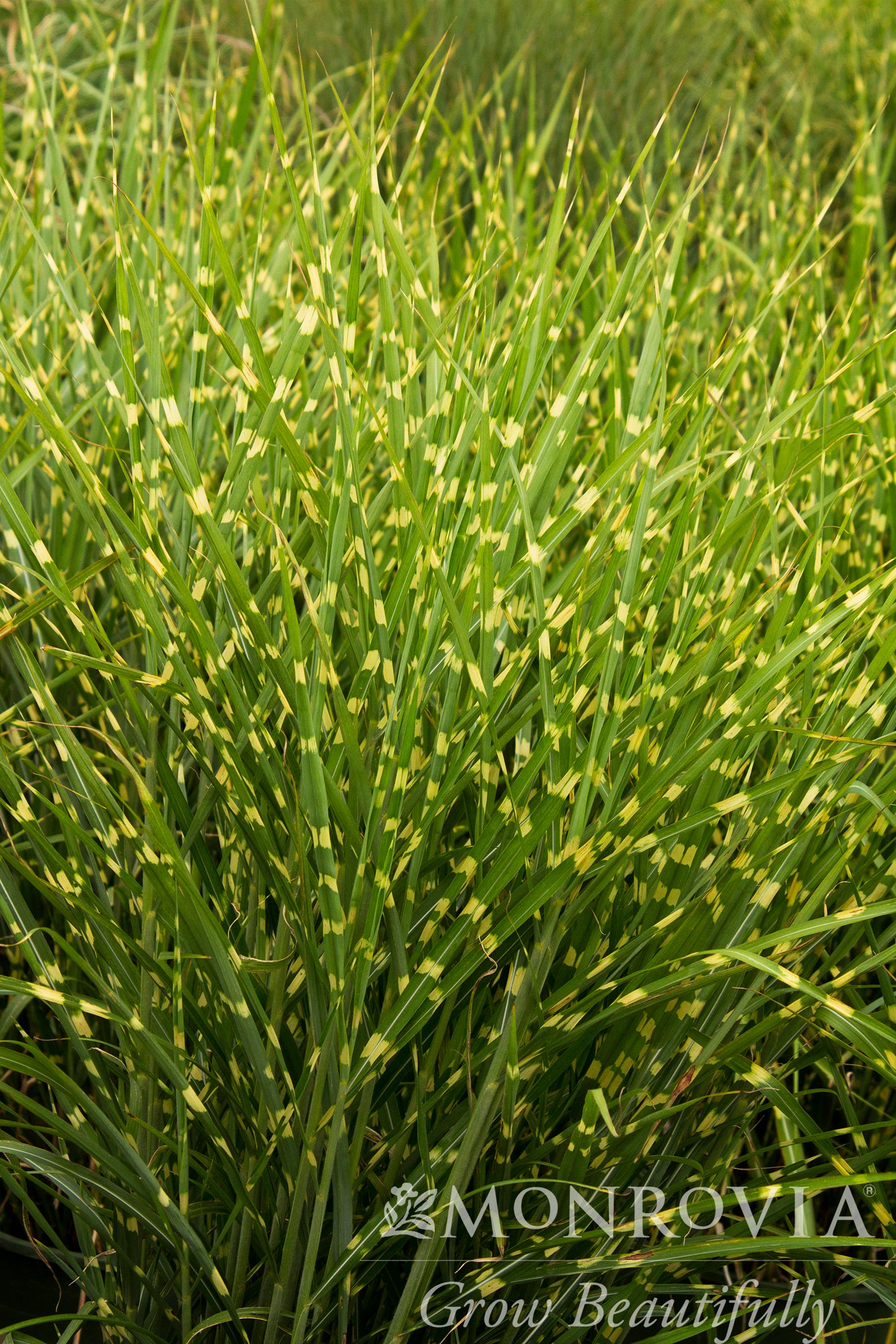 Miscanthus | Porcupine Grass