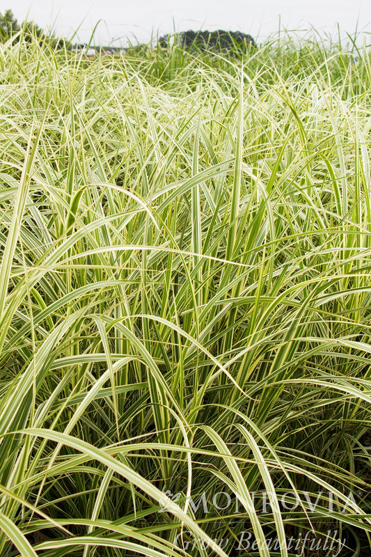 Miscanthus | Variegated Japanese Silver Grass - 3 Gallon