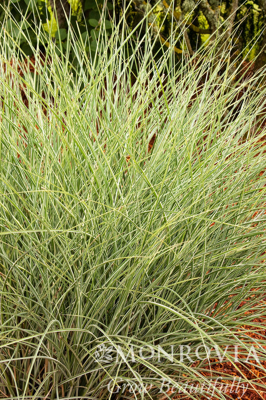 Miscanthus | Morning Light Maiden Grass - 3 Gallon