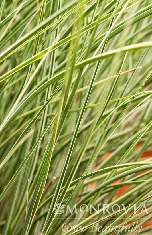 Miscanthus | Morning Light Maiden Grass - 1 Gallon