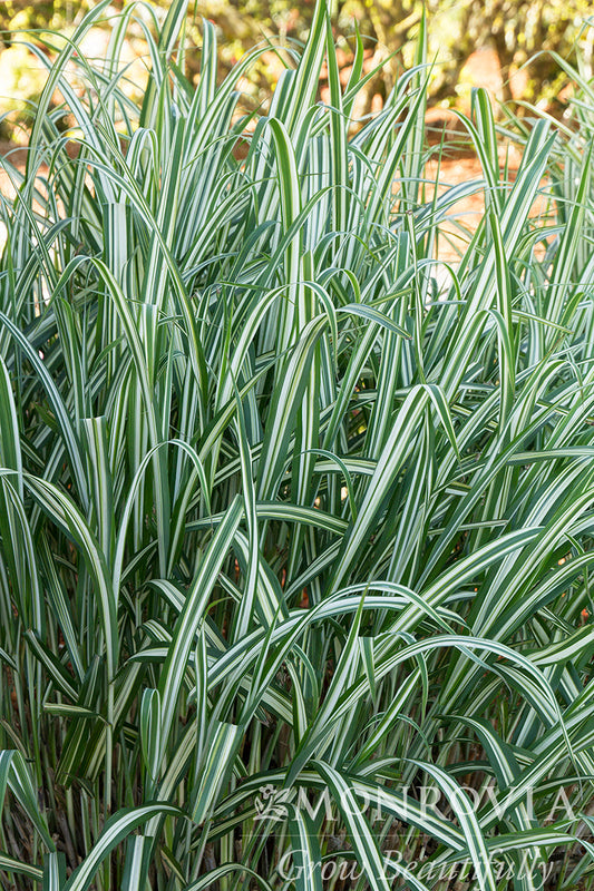 Miscanthus | Cabaret Chinese Silver Grass - 2 Gallon