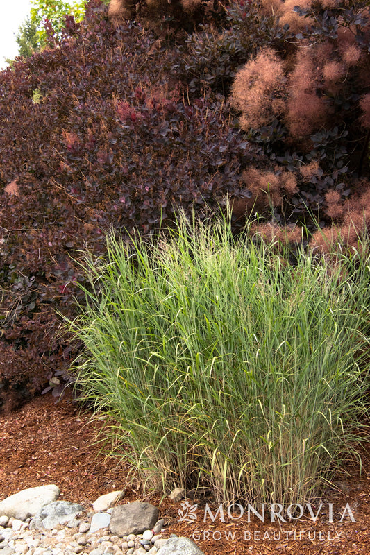 Panicum | Heavy Metal Switchgrass - 3 Gallon