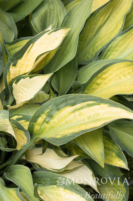 Hosta | Paul's Glory Hosta - 1 Gallon