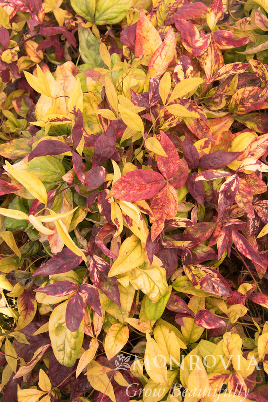 Nandina | Firepower Nandina - 2 Gallon