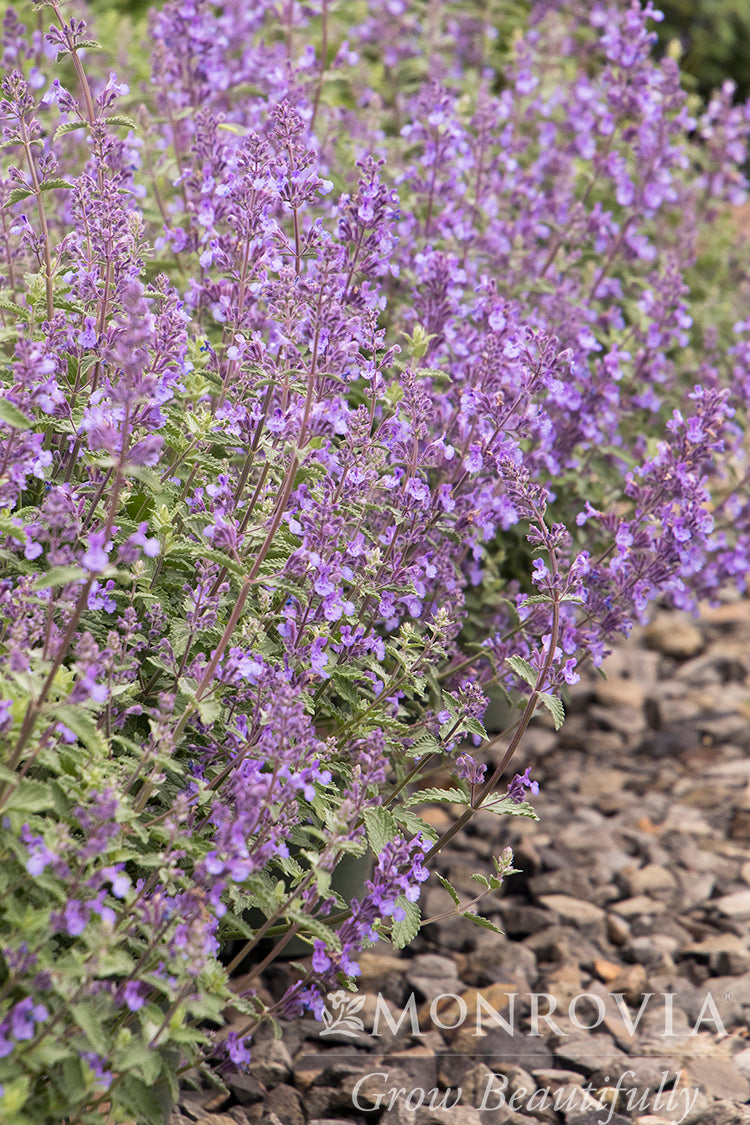 Nepeta | Walker's Low Catmint - 1 Gallon