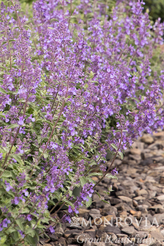 Nepeta | Walker's Low Catmint - 1 Gallon
