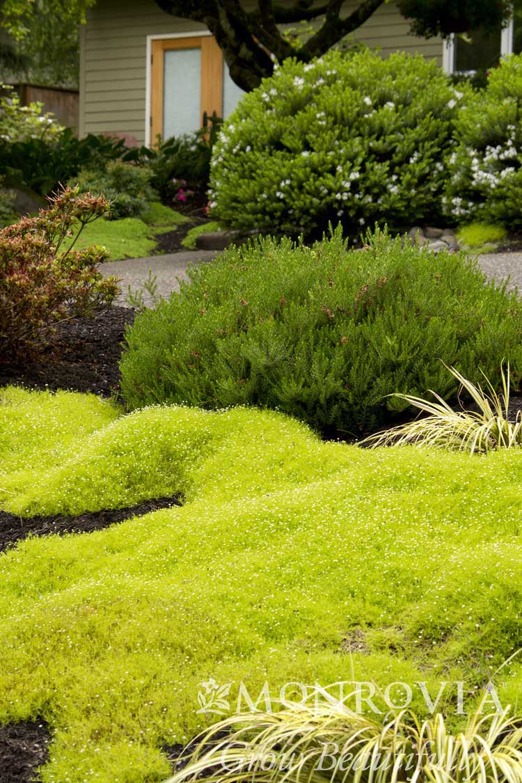 Sagina | Scotch Moss - 1 Gallon