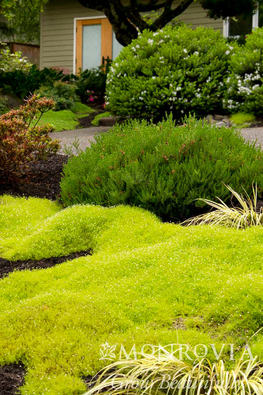 Sagina | Scotch Moss - 1 Gallon