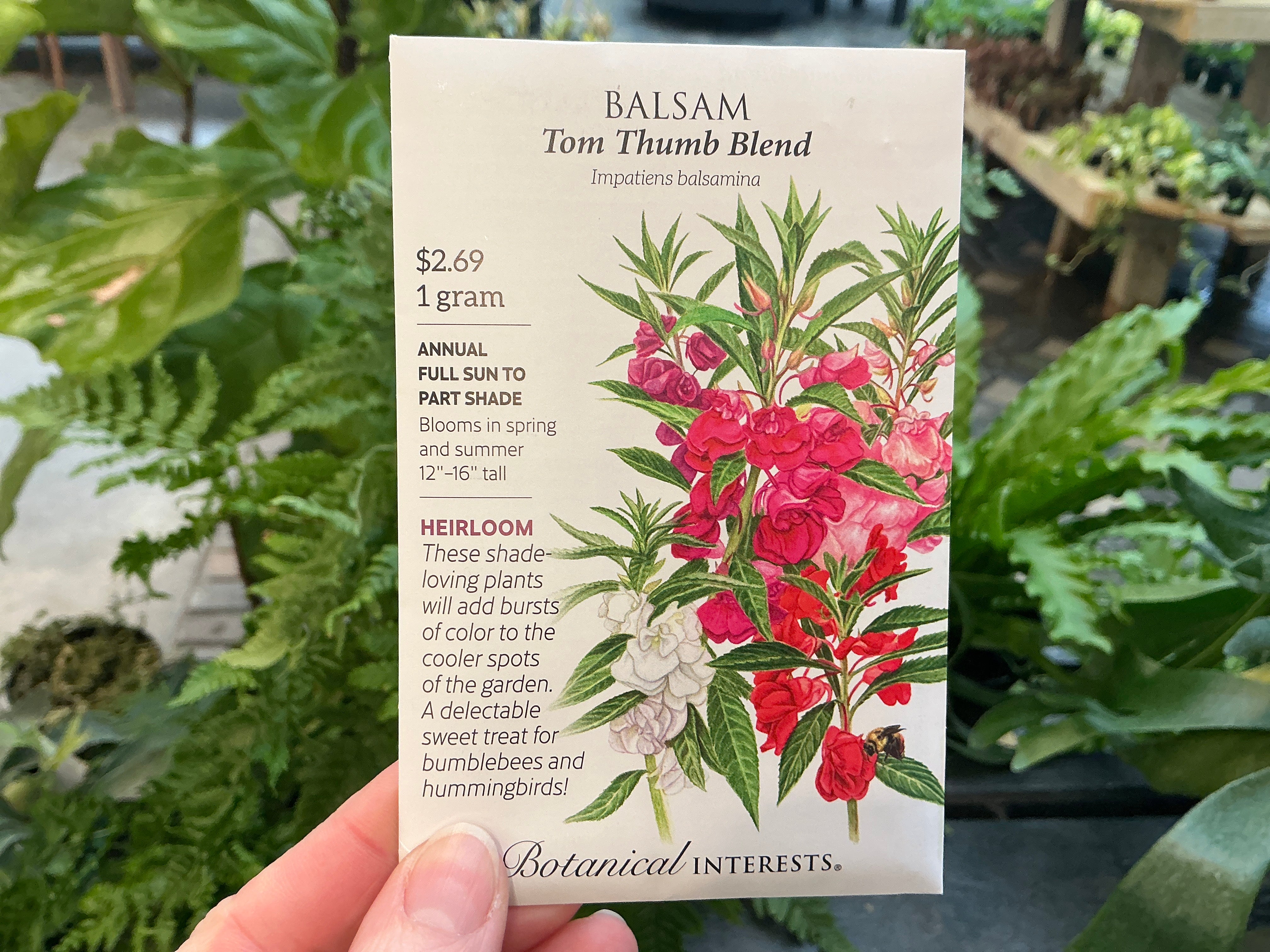 garden balsam seeds Impatiens | Balsam Seed