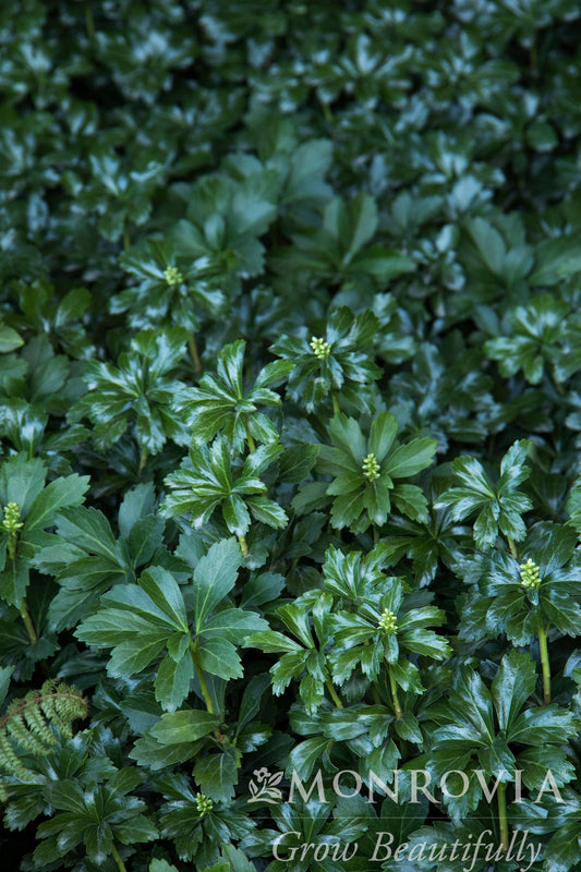 Pachysandra | Green Sheen Japanese Spurge - 1 Gallon