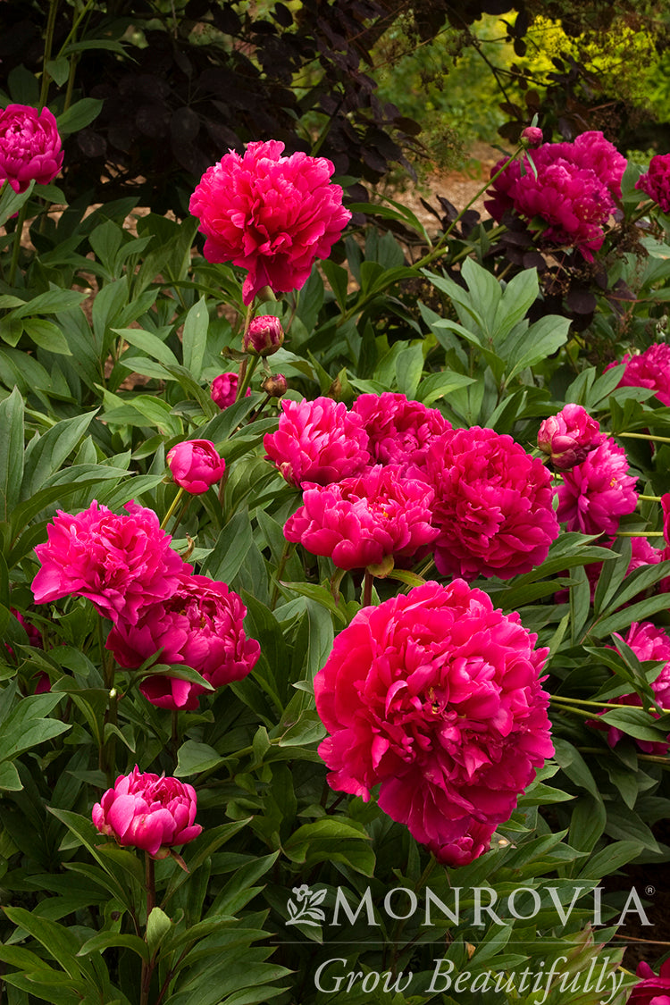 Paeonia | Karl Rosenfeld Garden Peony - 2 Gallon