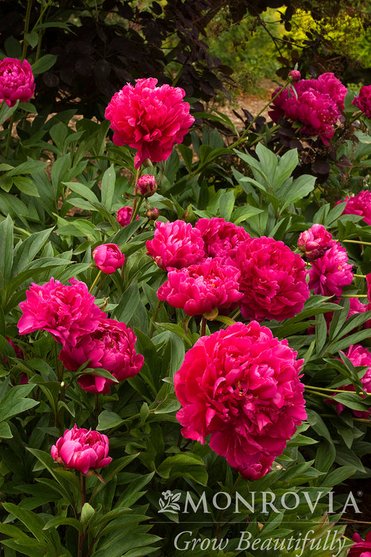 Paeonia | Karl Rosenfeld Garden Peony - 2 Gallon