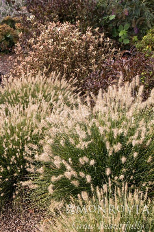 Pennisetum | Little Bunny Fountain Grass - 1 Gallon