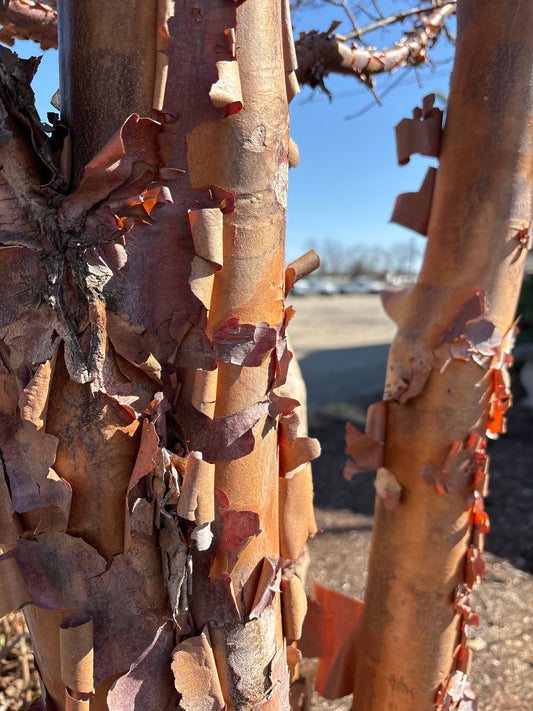 Acer | Paperbark Maple | Single-Stem - 5 Gallon