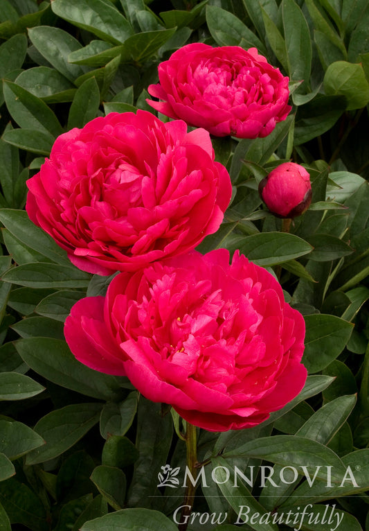 Paeonia | Kansas Garden Peony - 2 Gallon