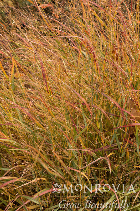 Panicum | Shenandoah Switchgrass - 2 Gallon